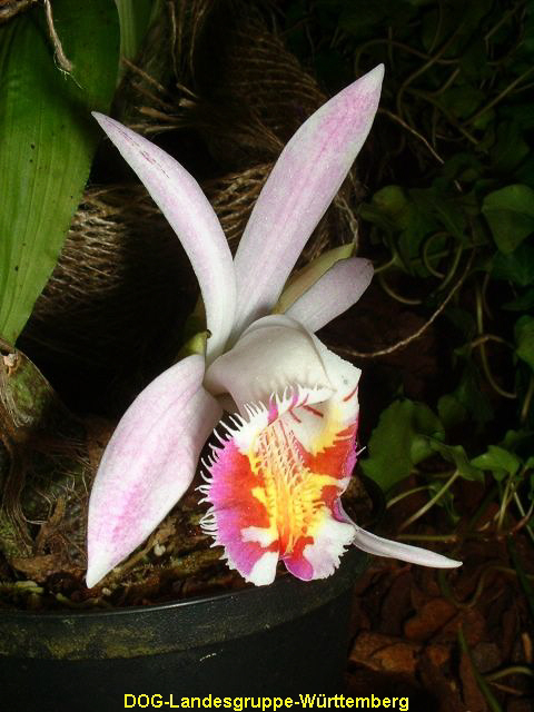 Pleione lagenaria