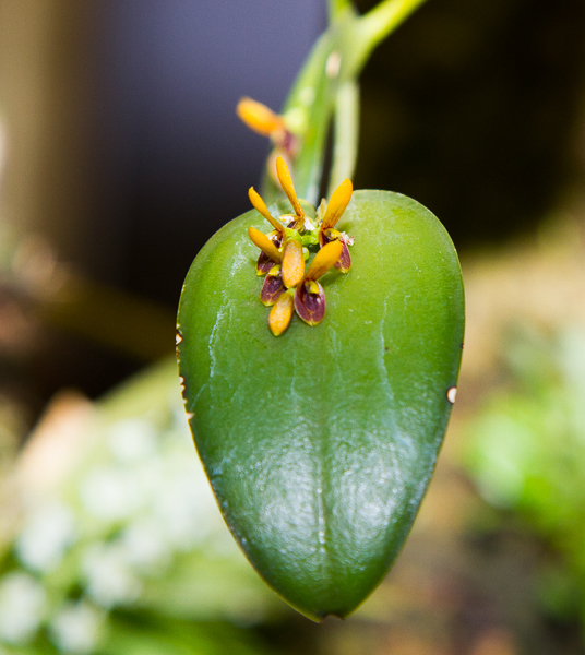Pleurothallis chamensis