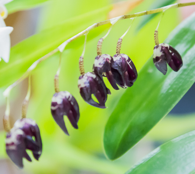 Pleurothallis restrepioides