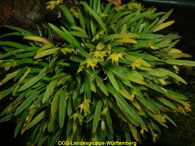 Pleurothallis sanderae