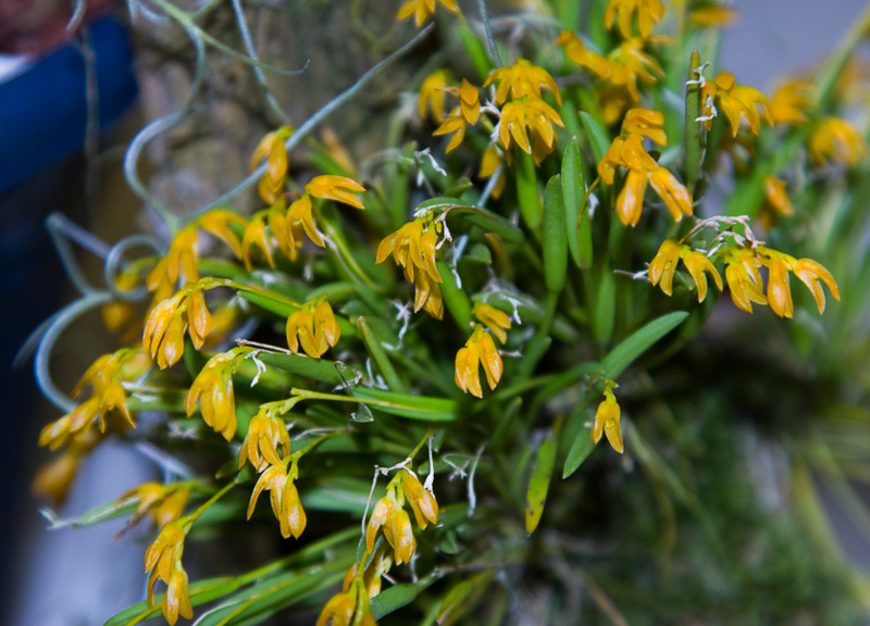 Pleurothallis sonserana