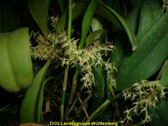 Pleurothallis stenosepata