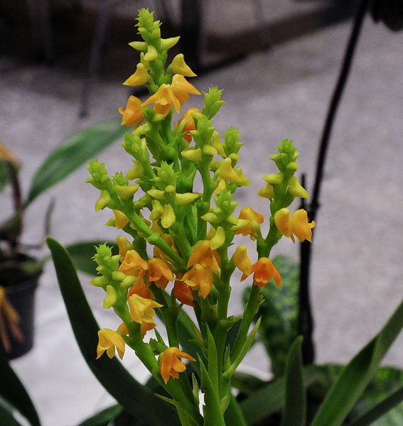Polystachya clareae