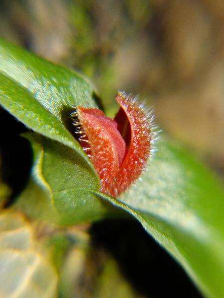 Porpax ustulata 01