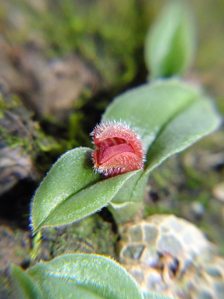 Porpax ustulata 02
