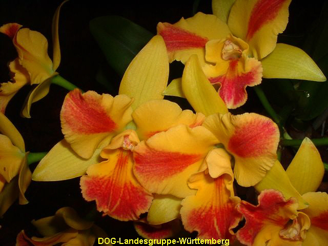 Potinara Burana Beauty