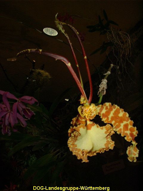 Psychopsis Kalihi