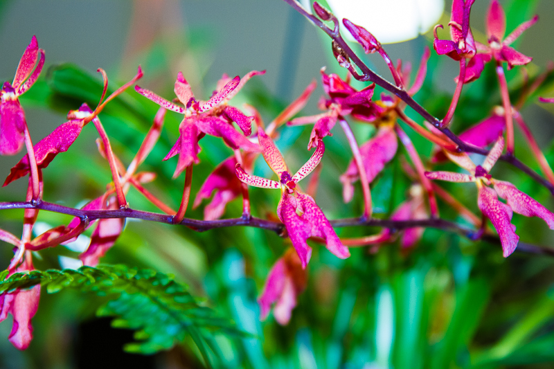 Renanthera matutina x Ascocenda miniatum
