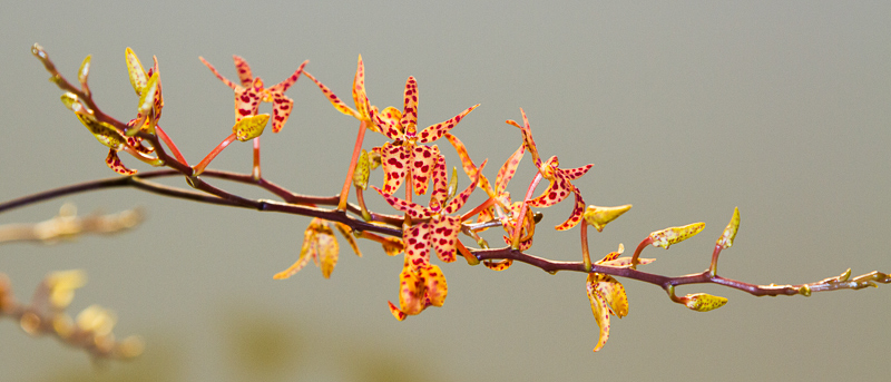Renanthera monachica