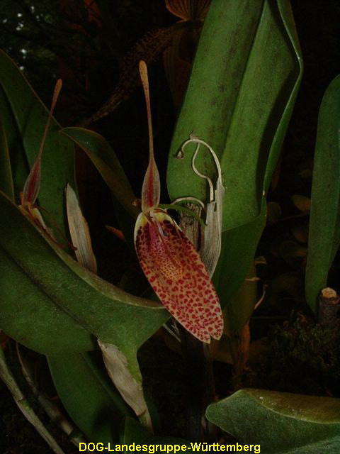 Restrepia pelyx
