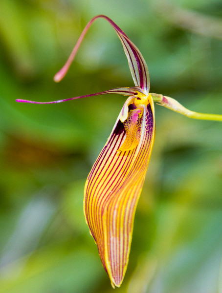 Restrepia spec 01