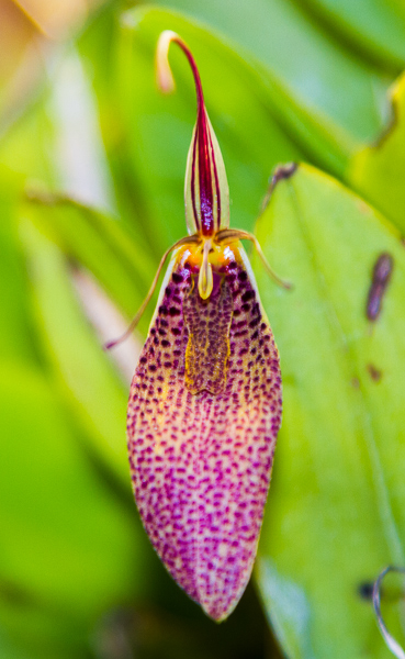 Restrepia spec 02