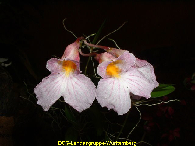 Rodriguezia decora