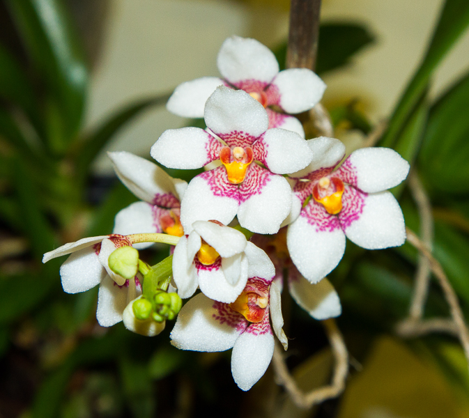 Sarcochilus fitzgeraldii