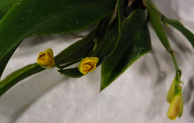 Scelochilus ottonis 1