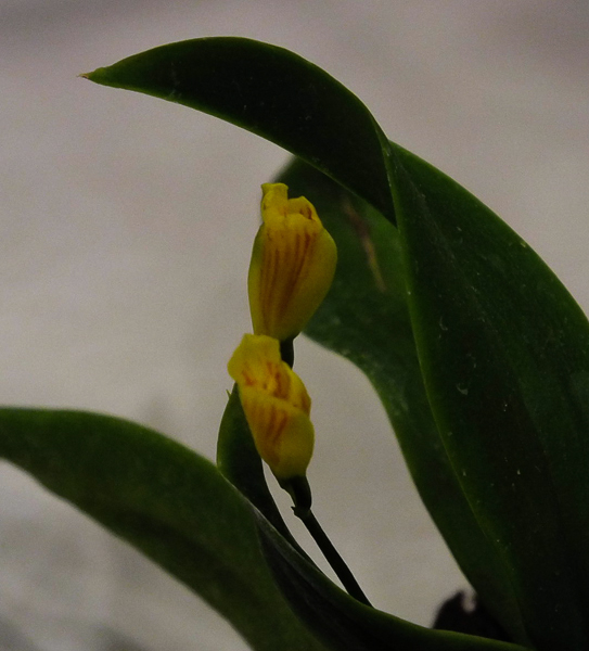 Scelochilus ottonis 2