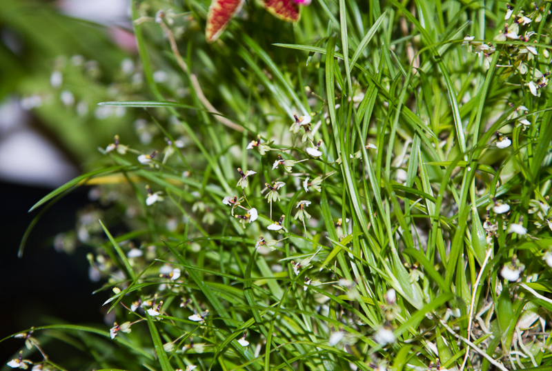 Sigmatostalix radicans