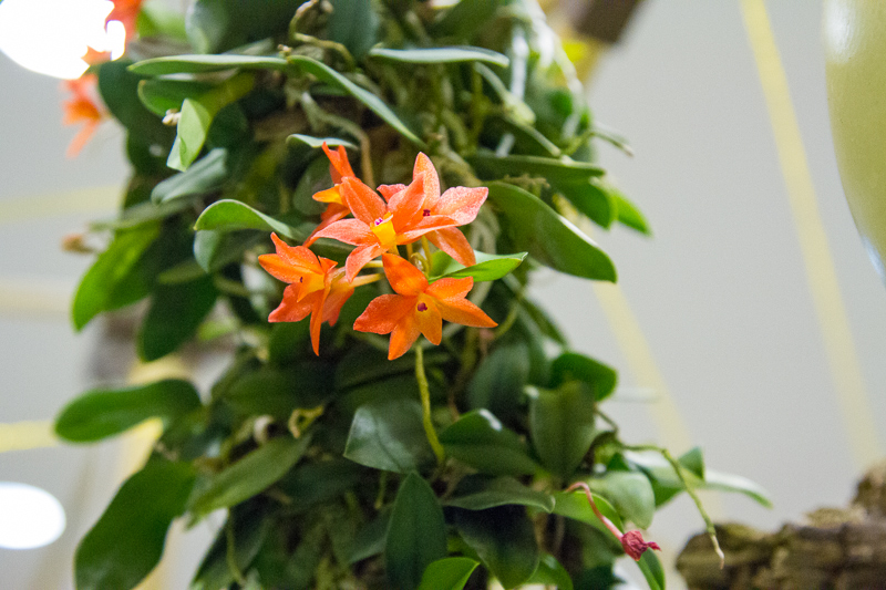 Sophronitis cernua