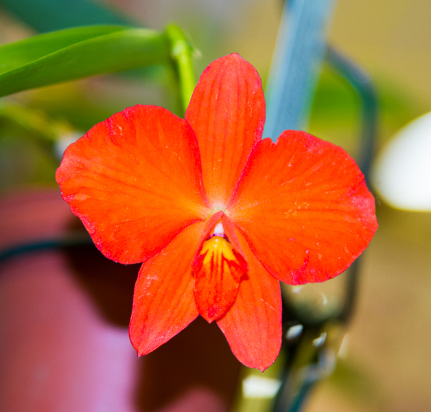 Sophronitis coccinea