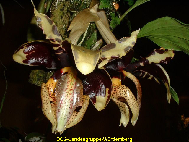 Stanhopea tigrina 01