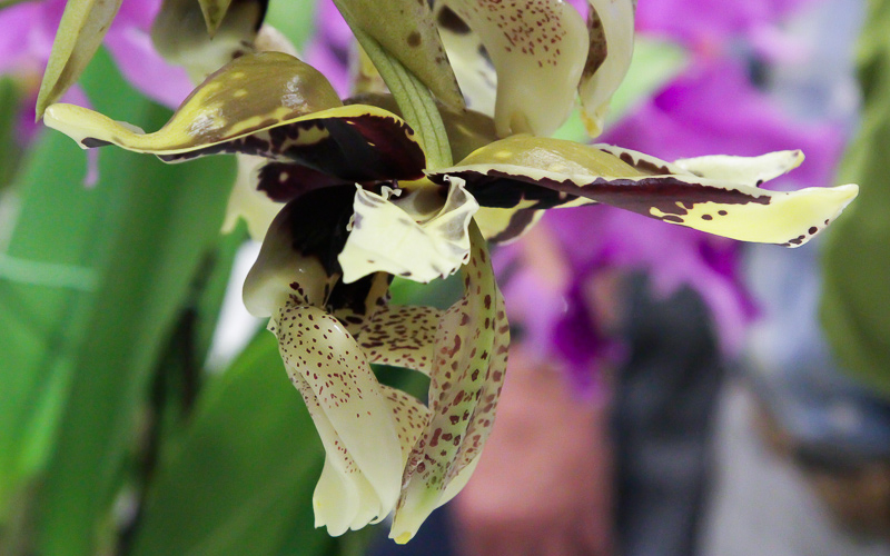 Stanhopea tigrina 02