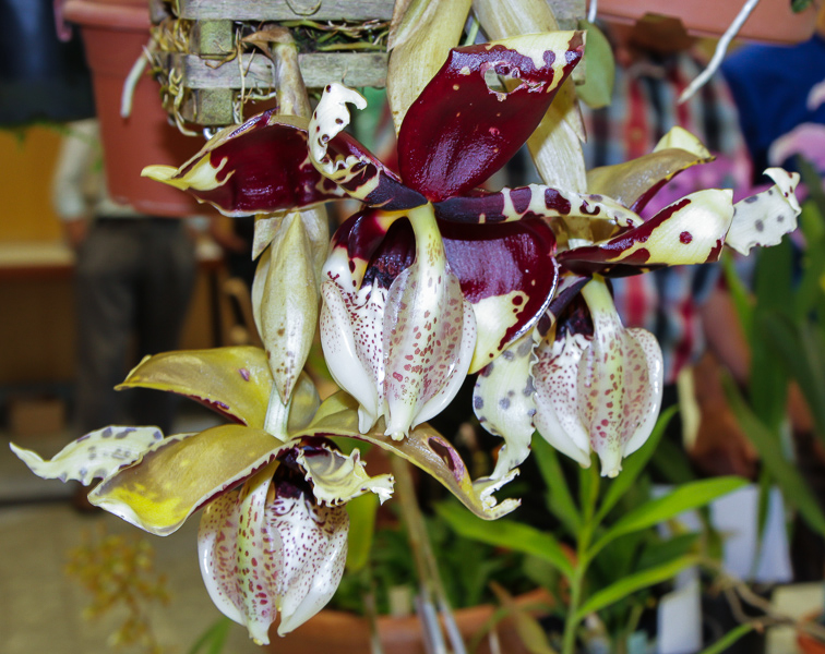 Stanhopea tigrina 03