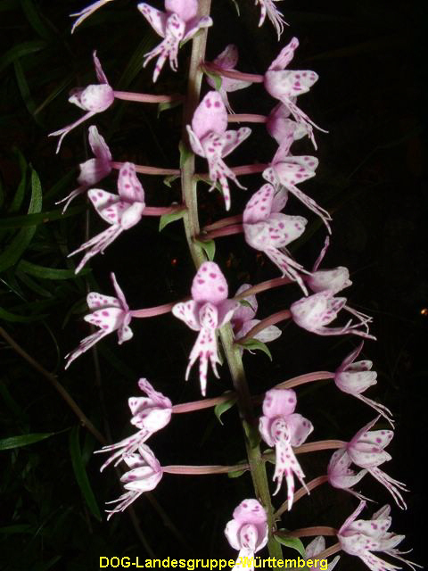 Stenoglottis fimbriata