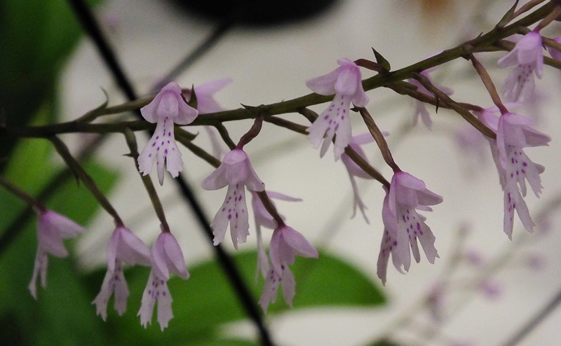 Stenoglottis woodii x longifolia
