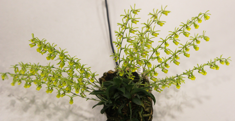 Thysanoglossa  spec