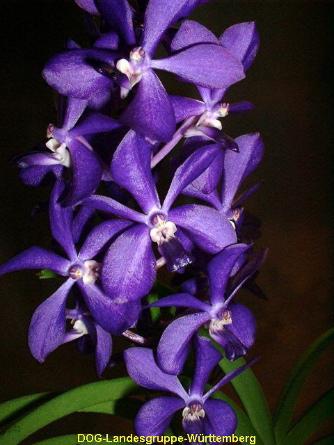 Vanda Thai Sky Meechai