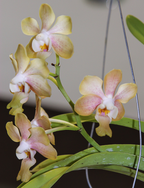 Vanda denisoniana - Hybride