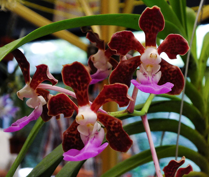 Vanda insignis