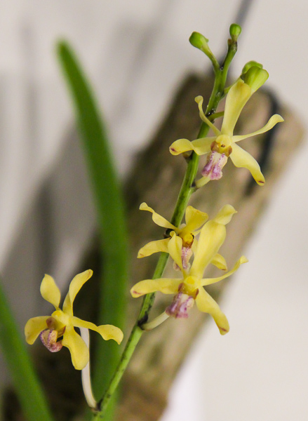 Vanda parviflora