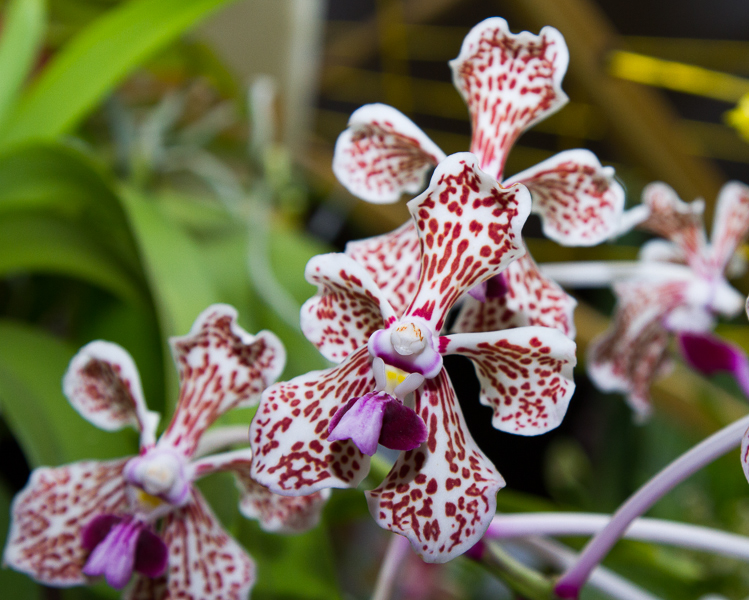 Vanda tricolor