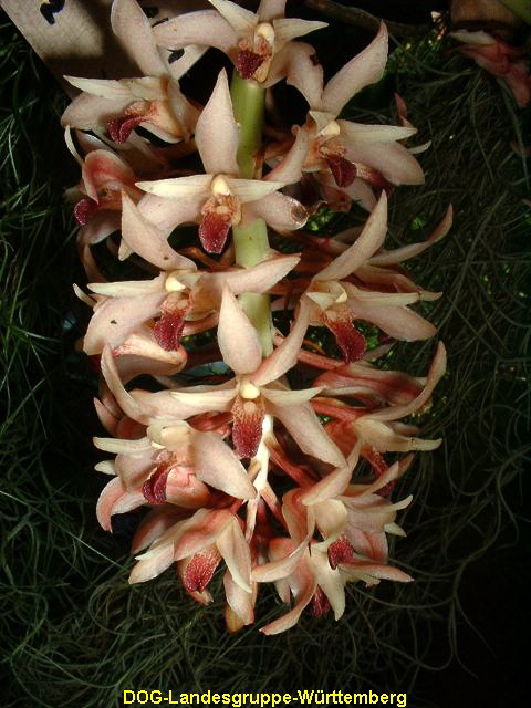 Xylobium species 01