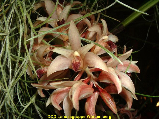 Xylobium species 02